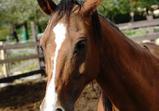 Arabka