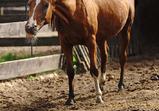 Arabka