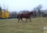 Atena