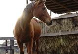 Arabka
