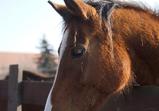 Arabka