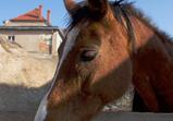 Arabka