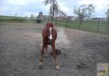 Atena