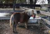Kacperek