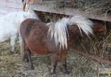 Kacperek