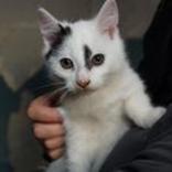 Kocurek