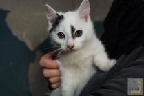 Kocurek