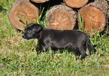 Lola