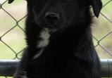 Lola