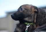 Franco