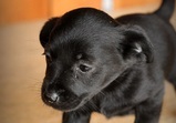 Franco