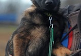Franco