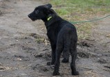 Pixi