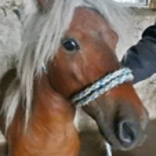 Janosik