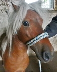 Janosik