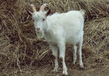 Matołek