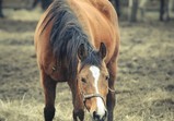 Arabka