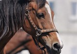 Arabka
