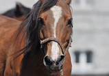 Arabka