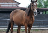 Arabka