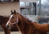 Arabka