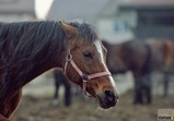 Arabka