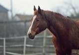 Atena
