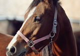 Arabka