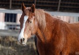 Atena
