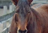 Milka