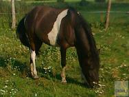 Arni