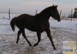 Atena