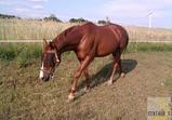 Atena