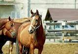 Arabka