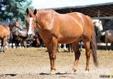 Atena