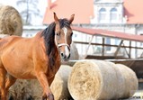 Arabka