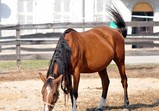Arabka