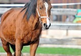 Arabka