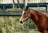 Arabka