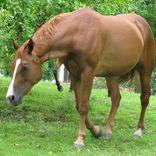 Atena