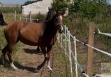 Arabka