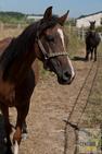 Arabka