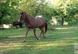 Atena