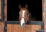 Atena