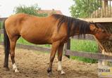 Arabka