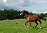 Atena