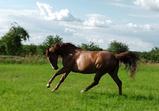 Atena