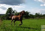 Atena