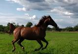 Atena